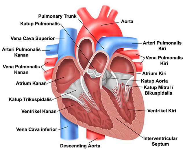 Cara Mencegah Penyakit Jantung
