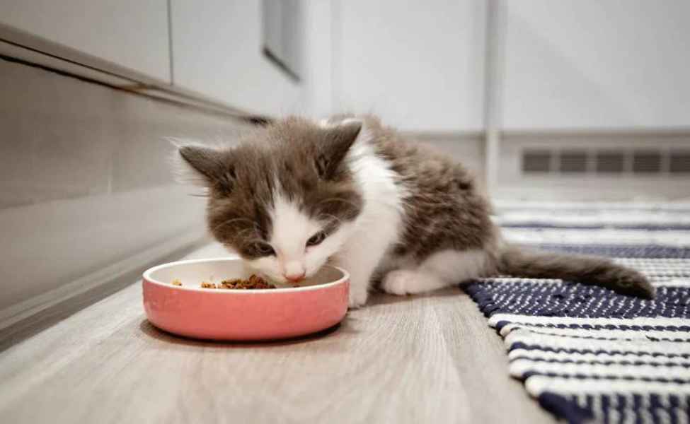cara memberi makan anak kucing